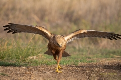 Naturhide-Carrusel100
