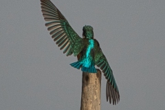 Naturhide-Carrusel101