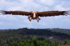 Naturhide-Carrusel102