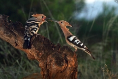 Naturhide-Carrusel103
