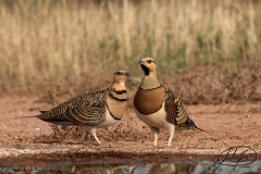 Naturhide-Carrusel104