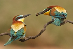Naturhide-Carrusel105