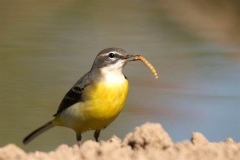 Naturhide-Carrusel107