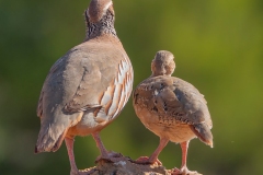 Naturhide-Carrusel108
