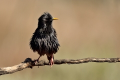 Naturhide-Carrusel110