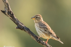Naturhide-Carrusel114