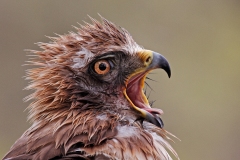 Naturhide-Carrusel116