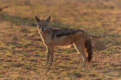 Naturhide-Carrusel117