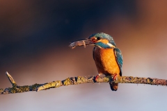 Naturhide-Carrusel118