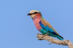 Naturhide-Carrusel120