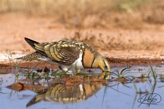 Naturhide-Carrusel122