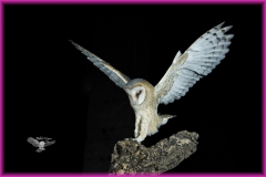 Naturhide-Carrusel123
