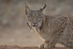 Naturhide-Carrusel126