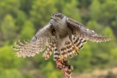 Naturhide-Carrusel128