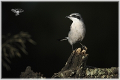 Naturhide-Carrusel13