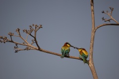 Naturhide-Carrusel130