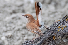 Naturhide-Carrusel132