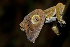 Naturhide-Carrusel133