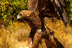 Naturhide-Carrusel134