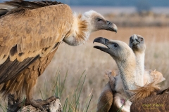 Naturhide-Carrusel135