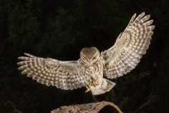 Naturhide-Carrusel136