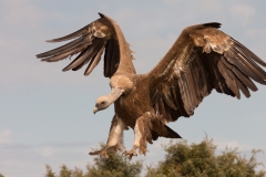 Naturhide-Carrusel137