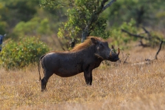 Naturhide-Carrusel138