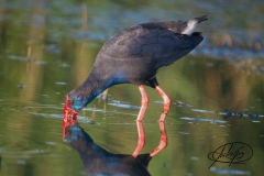 Naturhide-Carrusel139