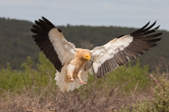 Naturhide-Carrusel140