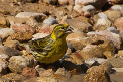 Naturhide-Carrusel141