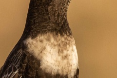 Naturhide-Carrusel143