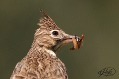 Naturhide-Carrusel144