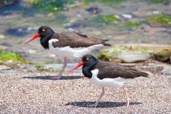 Naturhide-Carrusel146