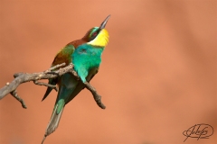Naturhide-Carrusel148