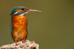 Martín pescador (Alcedo atthis)