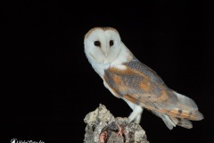 Naturhide-Carrusel17