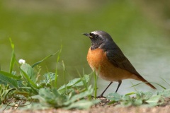 Naturhide-Carrusel19