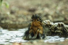 Naturhide-Carrusel27