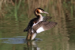 Naturhide-Carrusel3