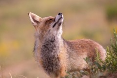 Naturhide-Carrusel4