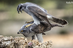 Naturhide-Carrusel40