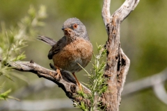 Naturhide-Carrusel41