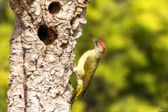 Naturhide-Carrusel42