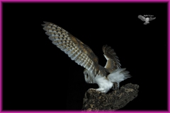 Naturhide-Carrusel44