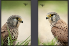 Naturhide-Carrusel45