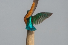 Naturhide-Carrusel46