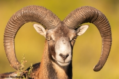 Muflon (Ovismusimon)