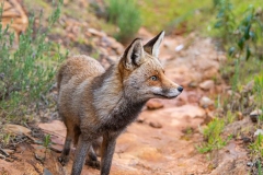 Naturhide-Carrusel5