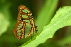 Naturhide-Carrusel50
