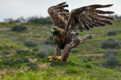 Naturhide-Carrusel52